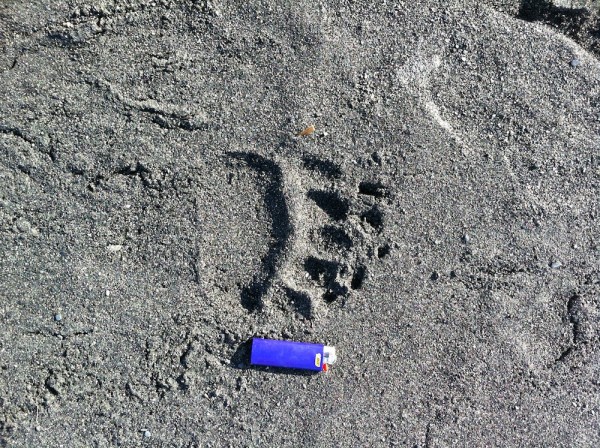 l_Grizzly bear paw prints on shore of Tustumena Lake