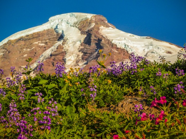 Wildflowers on Mount Baker's north side in August. 