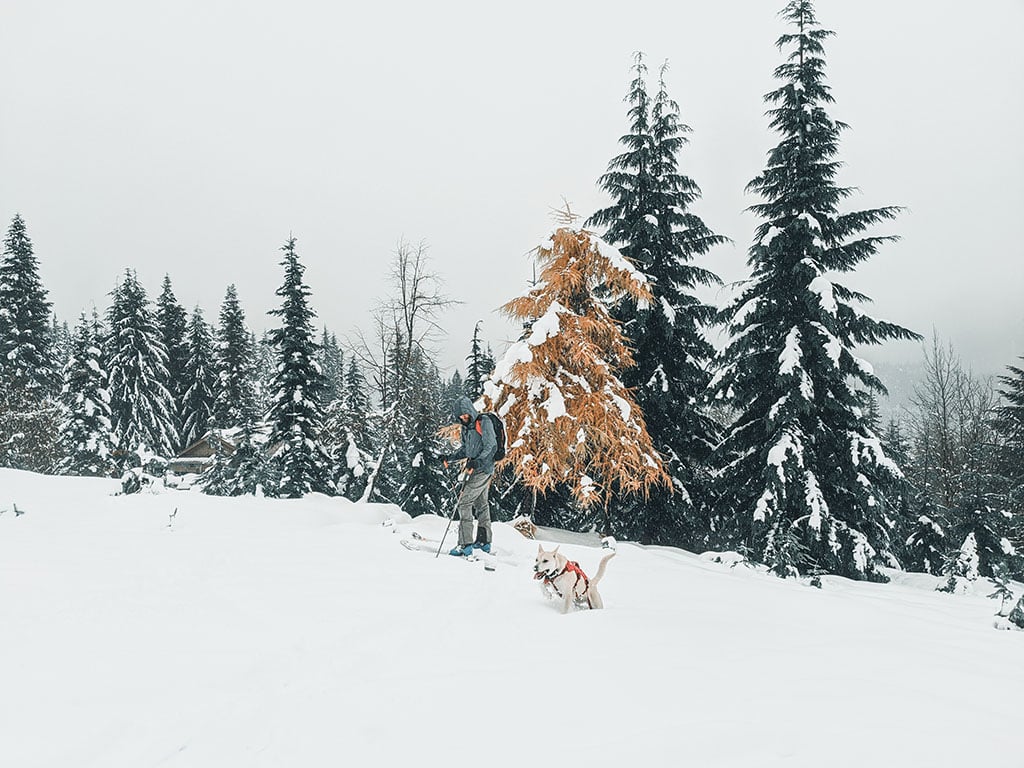 training dog in backcountry