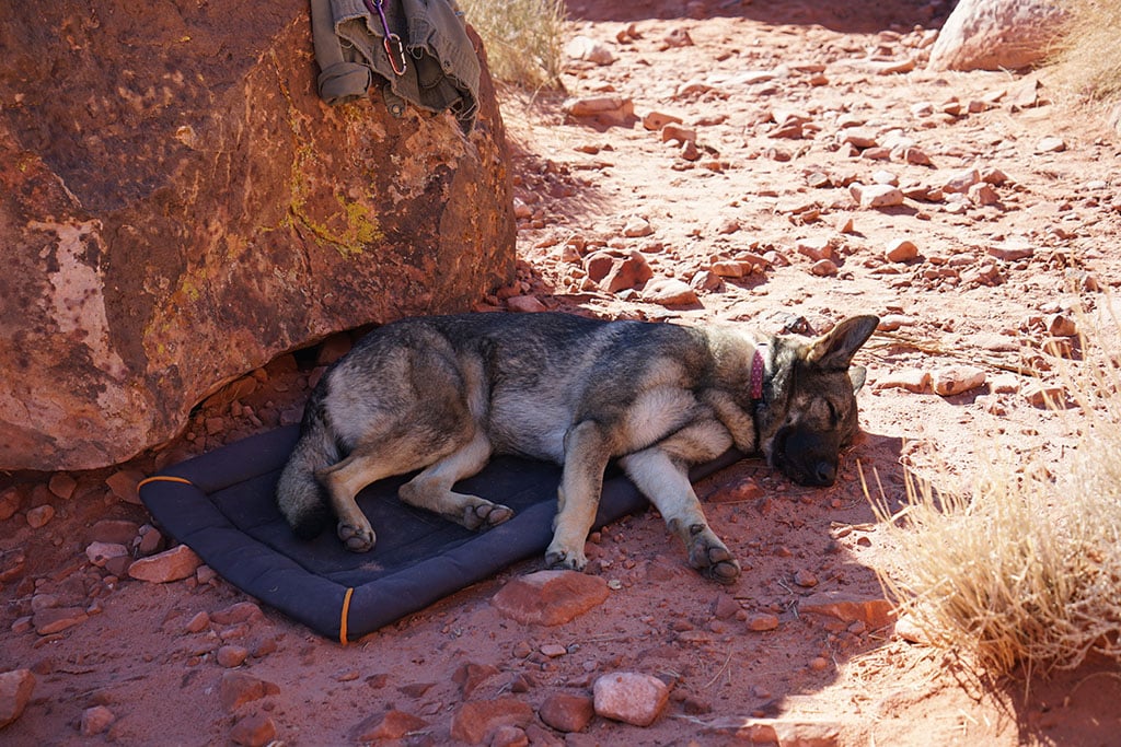 good crag dog lying down in shade