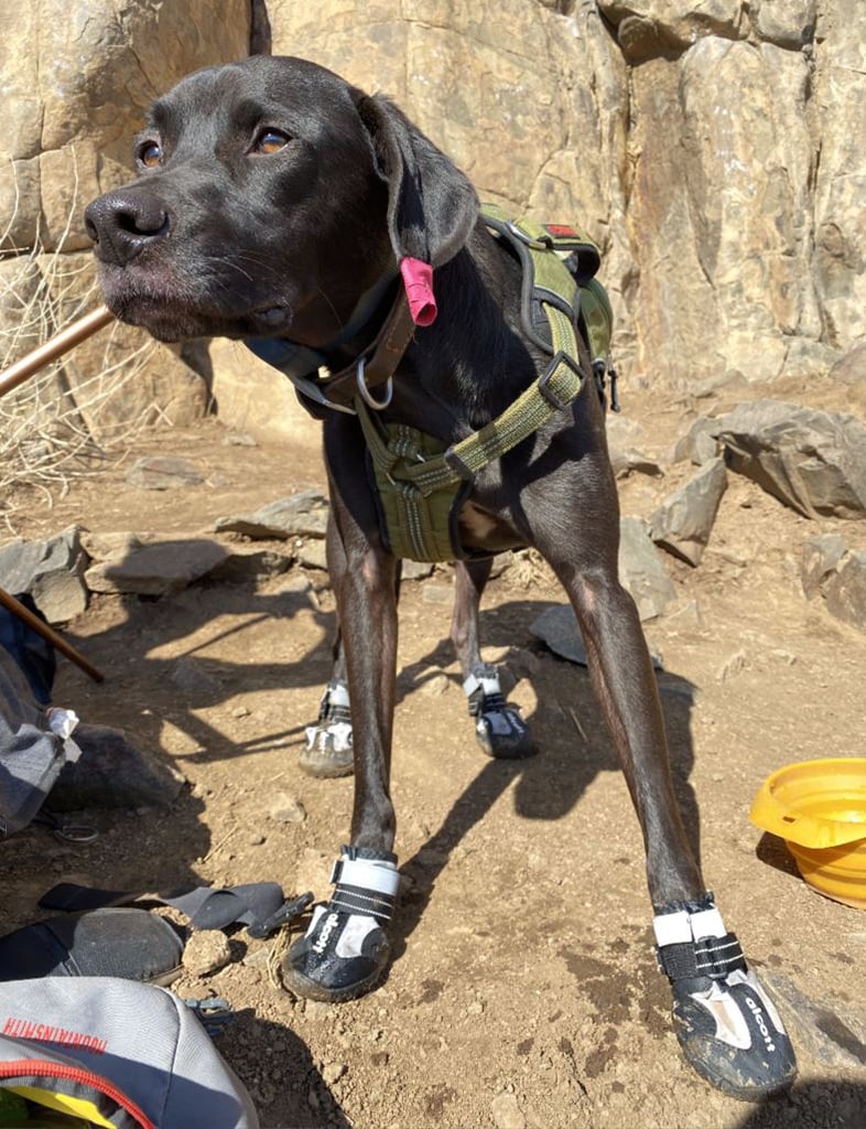 dog with protective booties