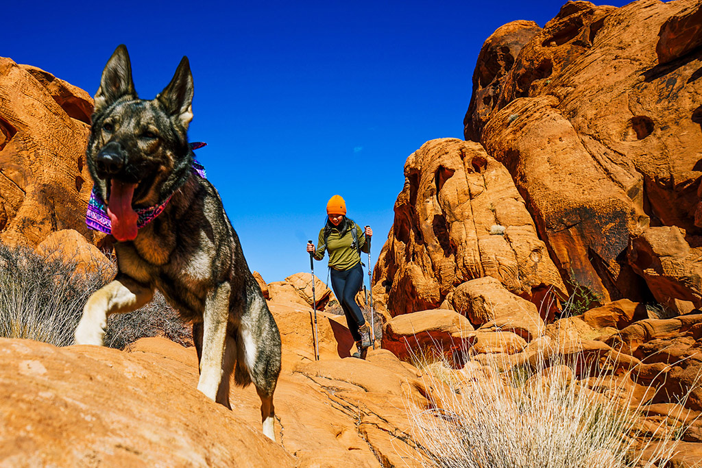 walking with dog while rock climbing