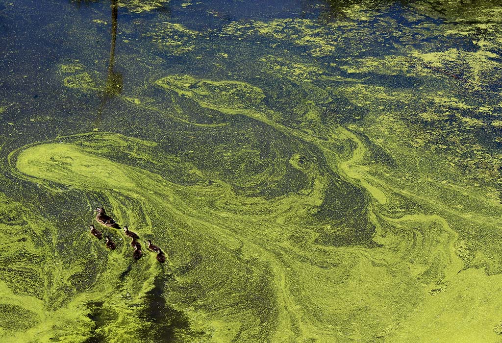 It can be hard to tell if a water source contains a toxic algae bloom.