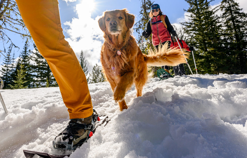 Snowshoeing with dog